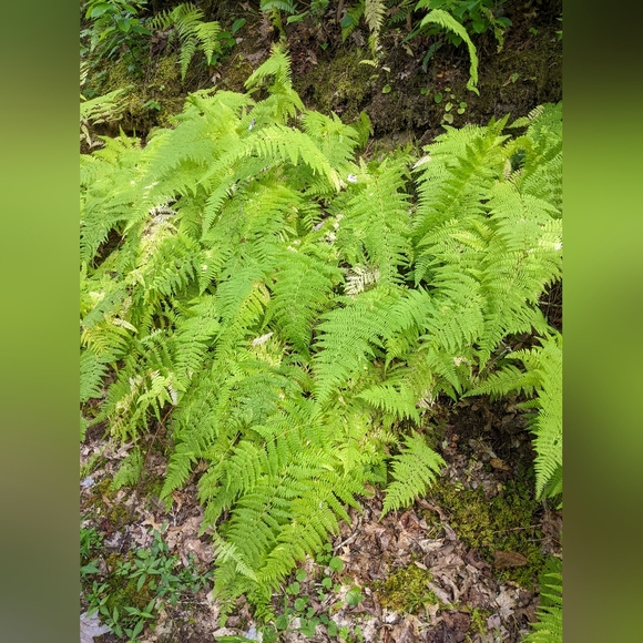 Crafted In West Virginia - Picture 12 of 16